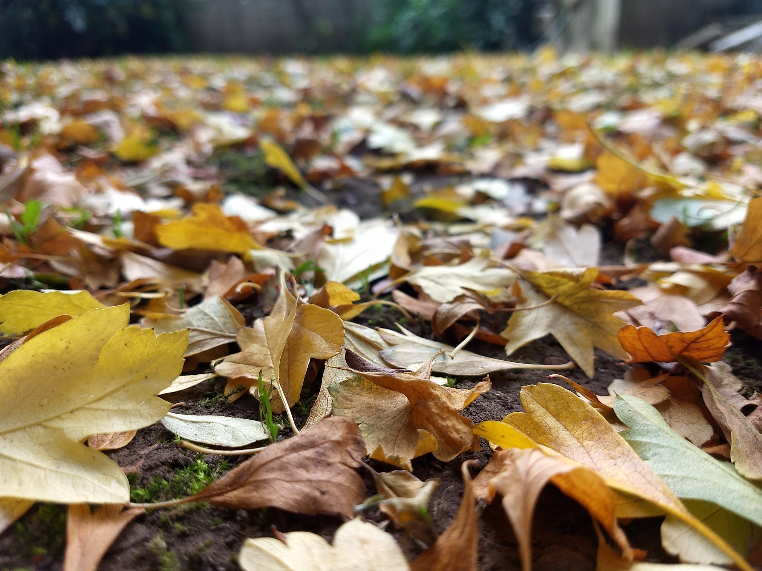 Colores del otoño…